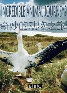 BBC：奇妙的动物之旅