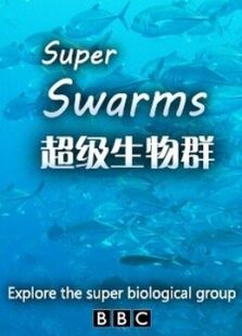 BBC：超级群体