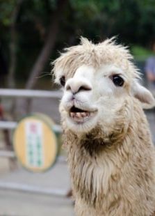 BBC：天才动物