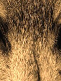 Wolfland