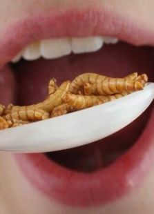 BBC：吃昆虫能拯救世界吗
