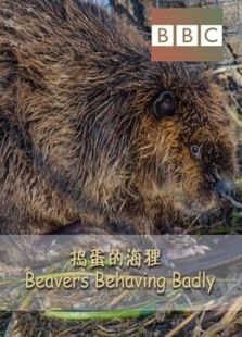 BBC：捣蛋的海狸