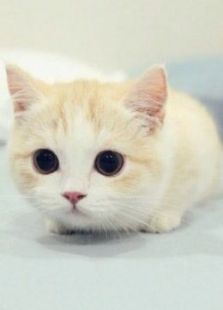 BBC：对猫的发现