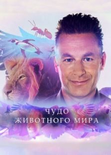 BBC：神奇的动物