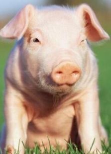 BBC：关于肉的真相