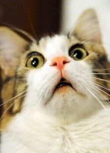 BBC：猫咪的秘密生活