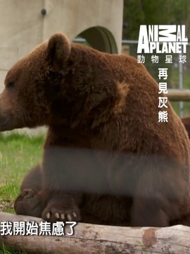再见灰熊