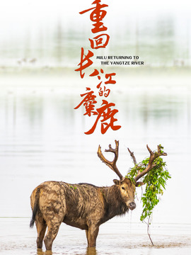 重回长江的麋鹿