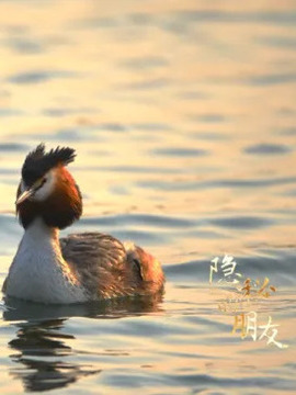 隐秘的朋友