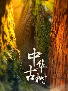 中华古树