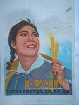 红色的种子