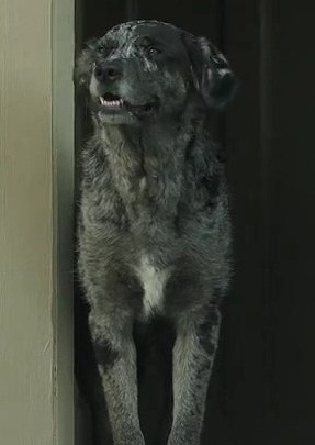 奥兹和泽西