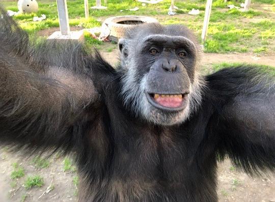 Koko