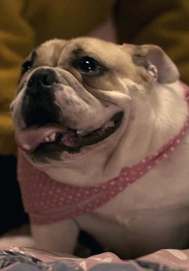 Dog
